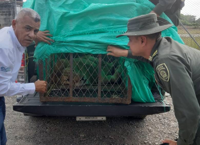 Así avanza el traslado del león Júpiter a Cali