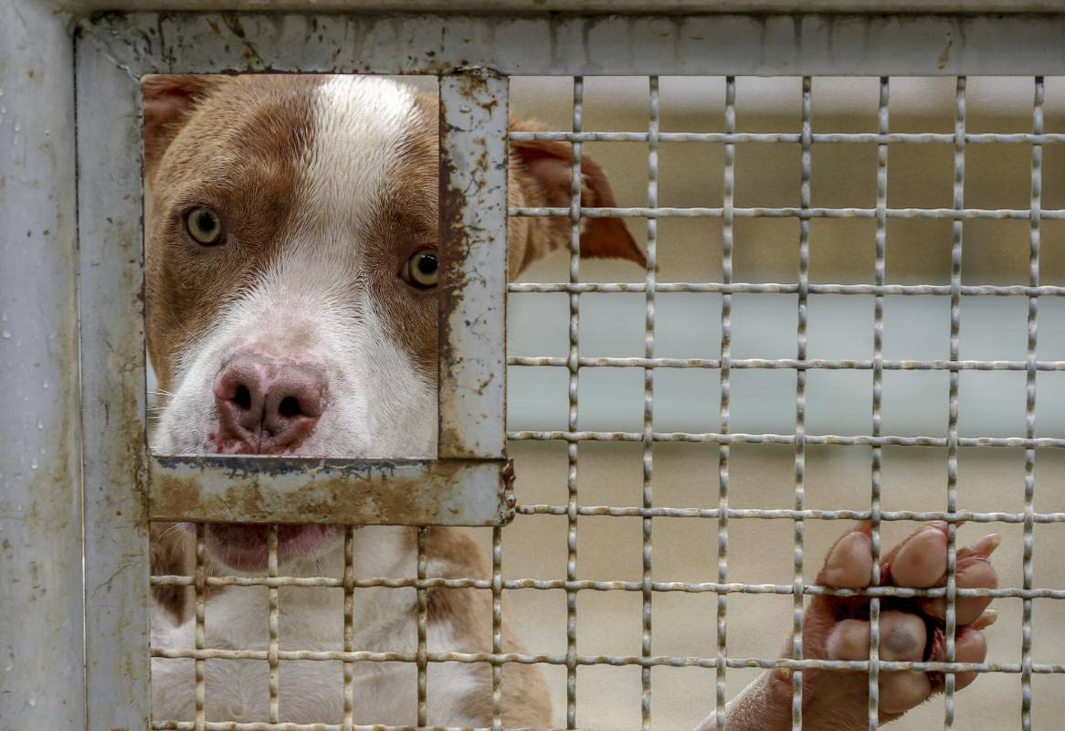 Refugio La Perla en Medellín - Juan Antonio Sánchez