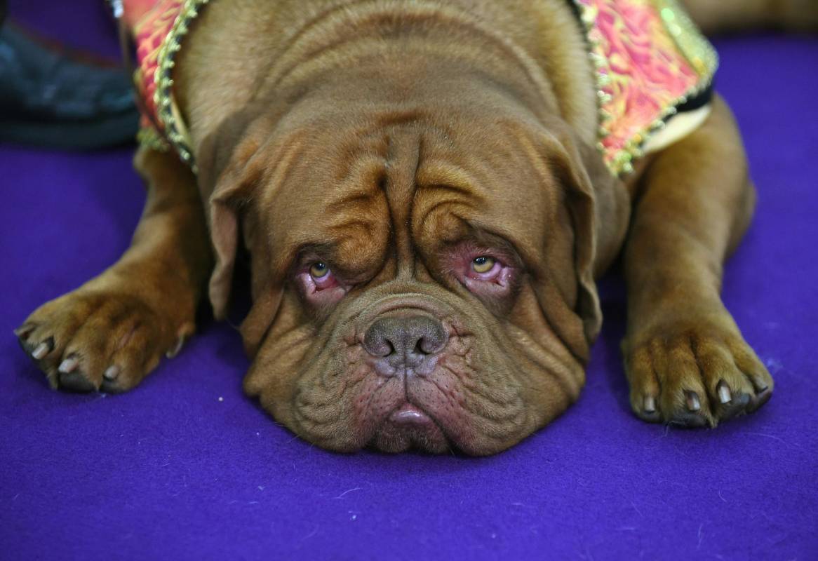 Un Dogo de Burdeos descansa mientras es llamado a desfilar. FOTO AFP