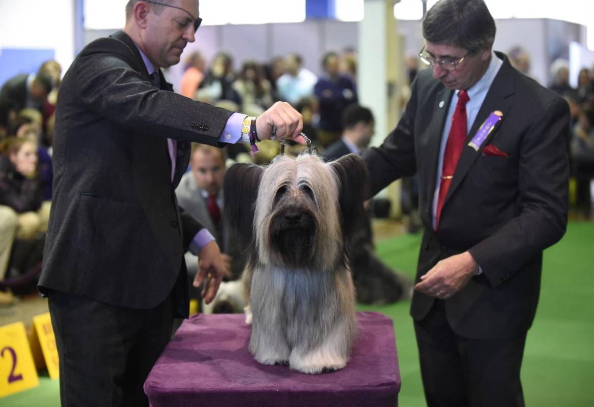 Charlie, el Skye Terrier también podría ser el ganador general. FOTO AFP