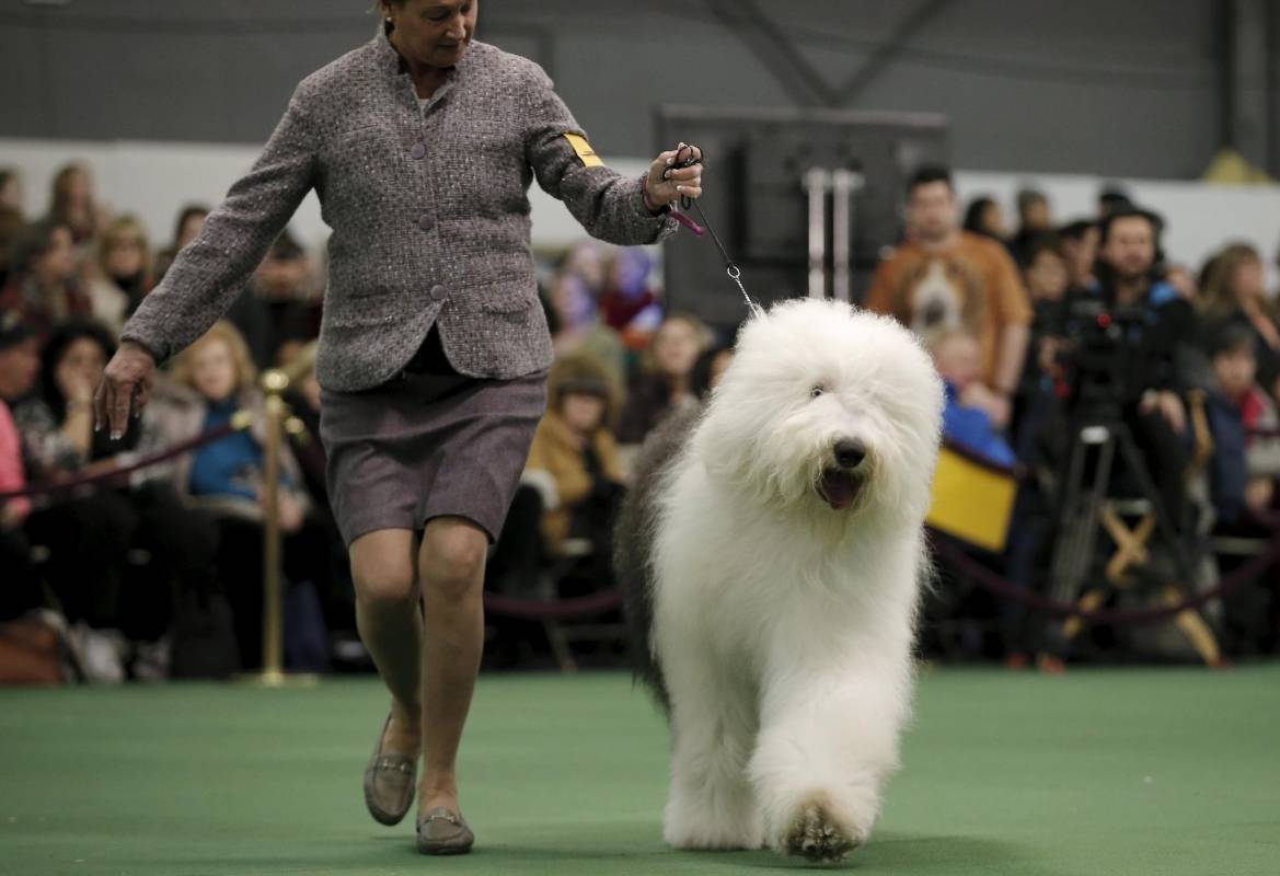 Este Bobtail o Antiguo pastor inglés desfila con su dueña. FOTO Reuters