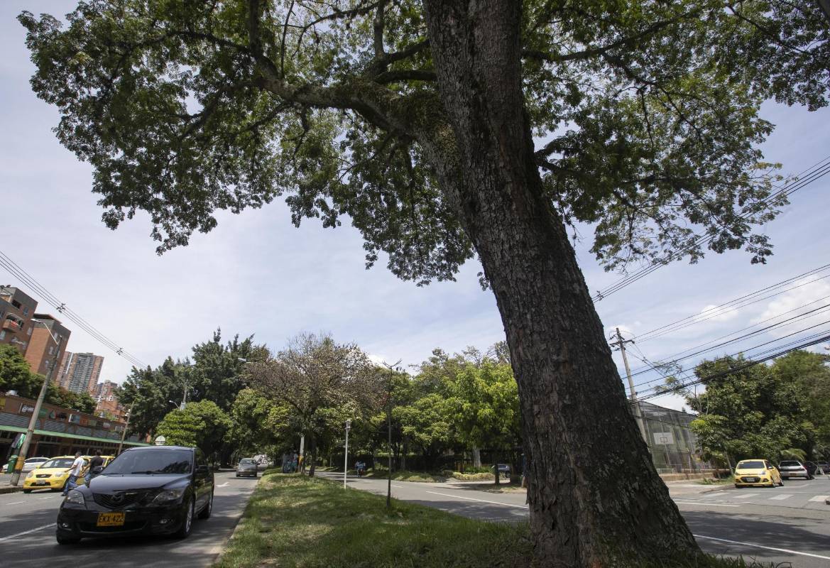 Con los anuncios de construcción del metro de la 80, ambientalista y vecinos del sector expresan inquietud por el impacto que tendrá sobre la conectividad ambiental en la zona. Foto: Manuel Saldarriaga Quintero