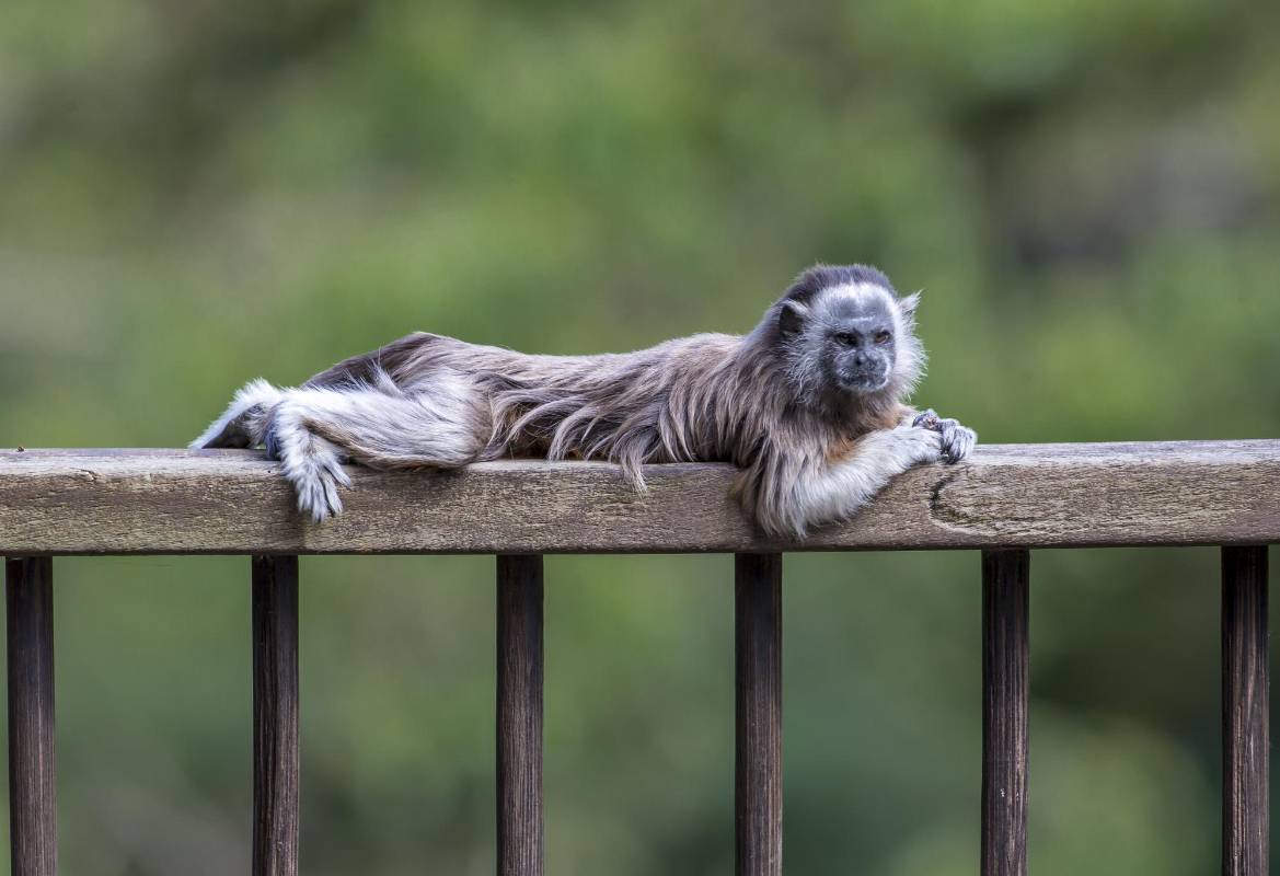 Estos monos ya hacen parte de la biodiversidad y el paisaje natural del Valle de Aburrá. FOTO JUAN ANTONIO SÁNCHEZ OCAMPO