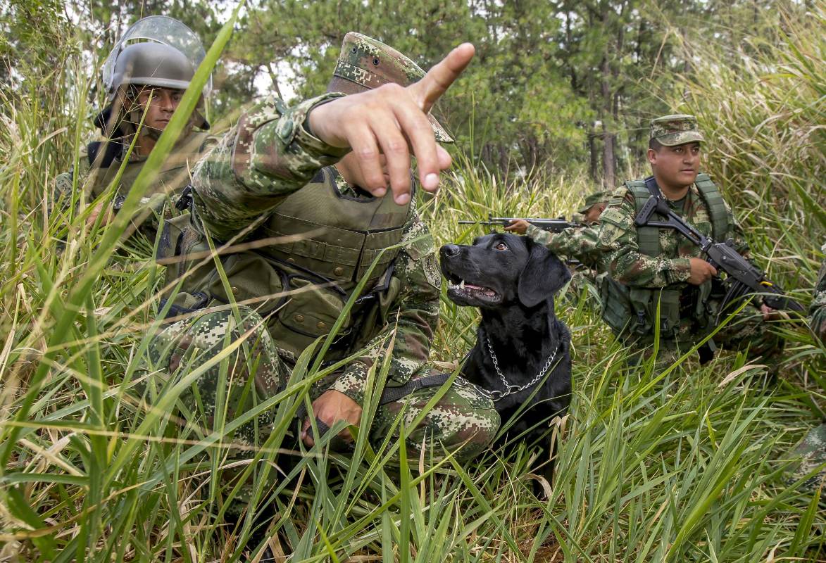 La crudeza de la guerra no es ajena a los perros. Este año, la institución ha perdido cinco caninos en operaciones militares. Foto: Juan Antonio Sánchez