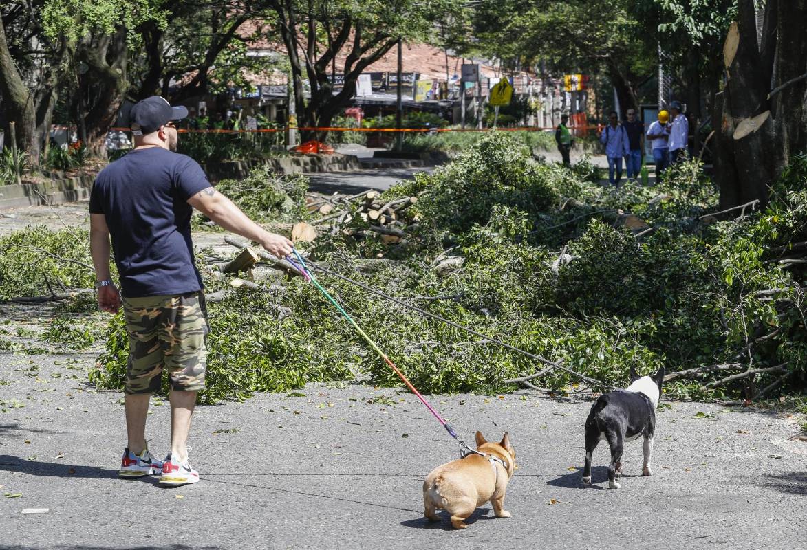 La tala comenzó el pasado 31 de diciembre y fue reactivada este sábado 4 de enero. Ciudadanos protestaron pacíficamente. Foto Manuel Saldarriaga Quintero
