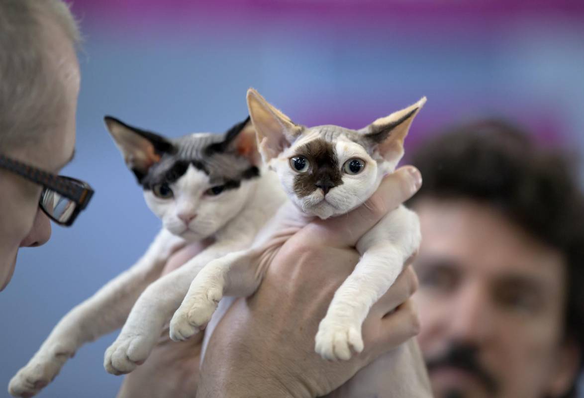 Estos Devon Rex son evaluados por el jurado. FOTO AP