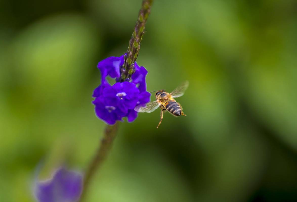 Las abejas juegan un papel muy importante en la naturaleza. Foto Juan Antonio Sánchez Ocampo