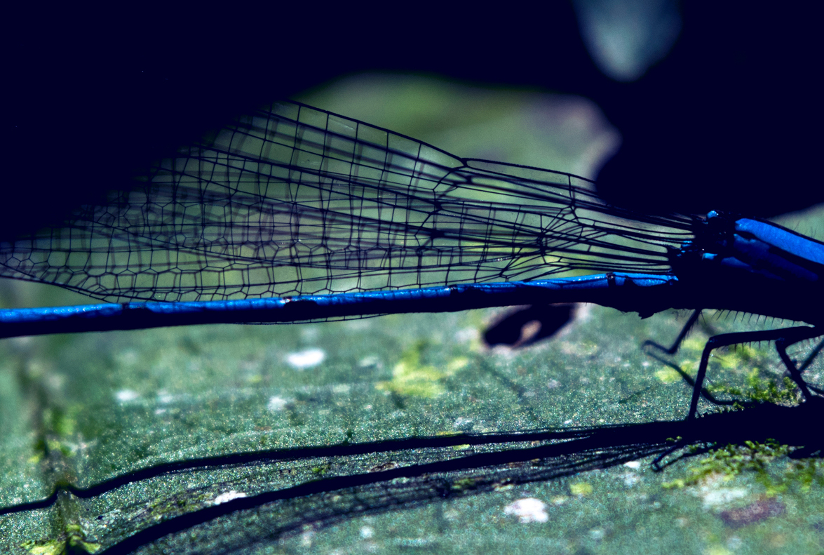 La fotografía macro resalta las formas y las texturas usando las posibilidades de los lentes para lograr desenfoques y luces puntuales sobre los insectos Foto: Julián Esteban Betancourt. Comparta sus fotos aquí
