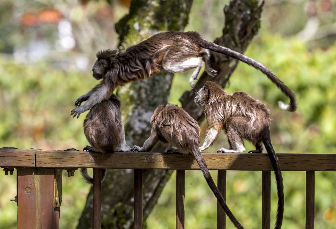 Estos titíes paisas son la única especie de primates citadinos del país. FOTO JUAN ANTONIO SÁNCHEZ OCAMPO