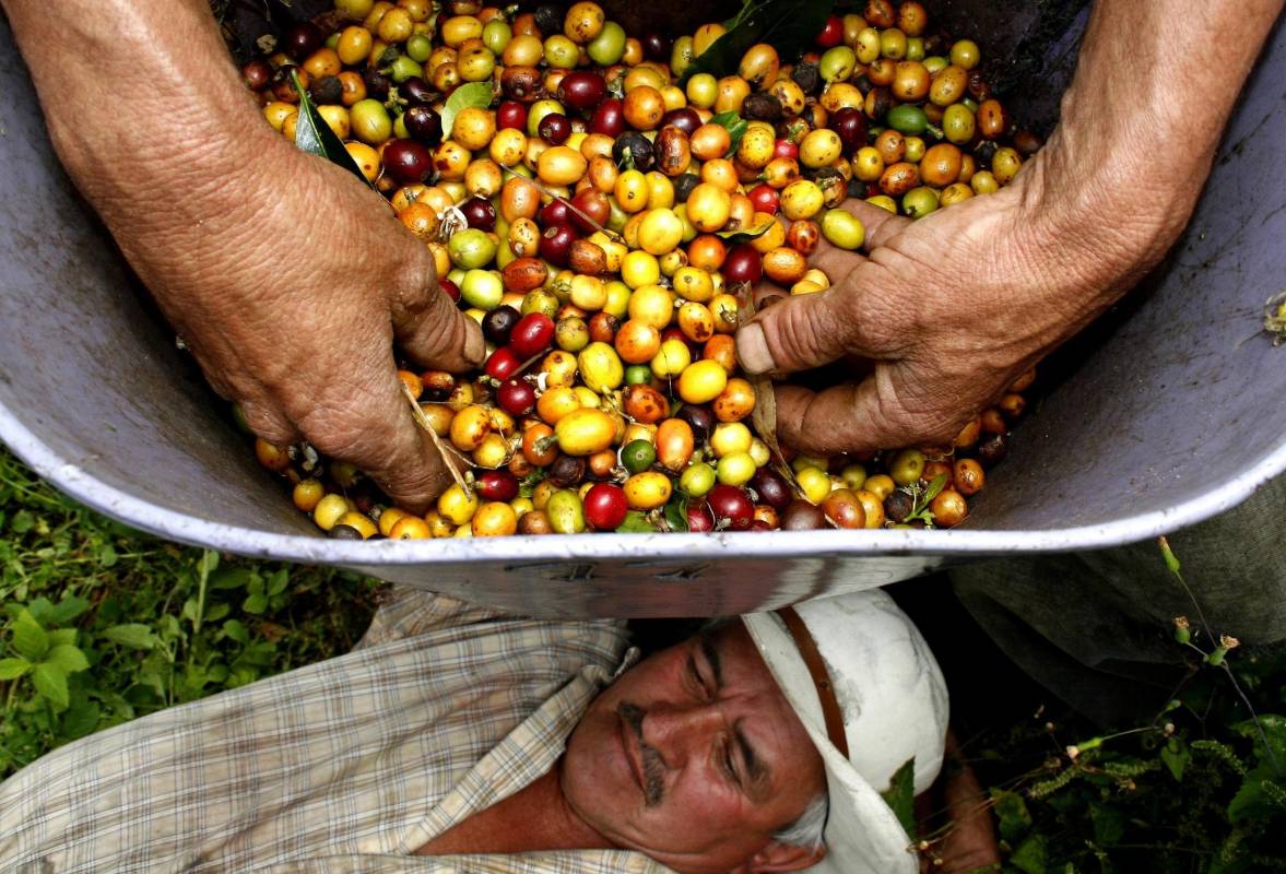 Existe la posibilidad del que el café Colombiano deje de cotizar en la bolsa de Nueva York. Los caficultores piden al gobierno medidas de urgencias como el apoyo directo al preció que se mantiene por debajo de un dólar la libra. Foto: Manual Saldarriaga Quintero