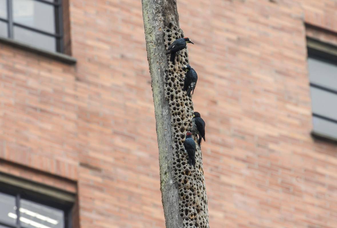 Carpinteros. Foto Juan Antonio Sánchez O.