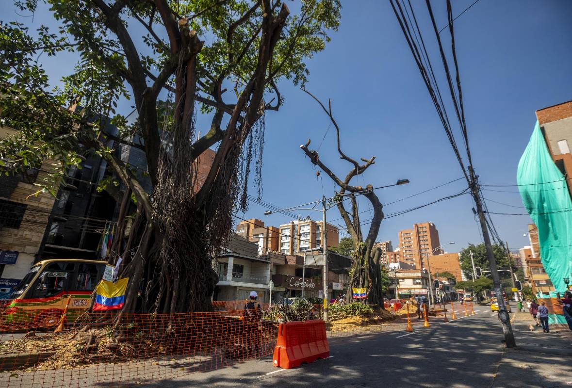Entre los árboles talados están tres históricos cauchos que estaban ubicados sobre la calle 50 (Colombia). FOTO CAMILO SUÁREZ