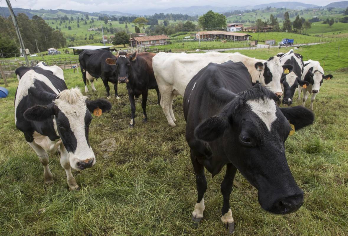 En los municipios de la ruta lechera se produce 2 millones 400.000 litros de leche al día. Foto: Edwin Bustamante