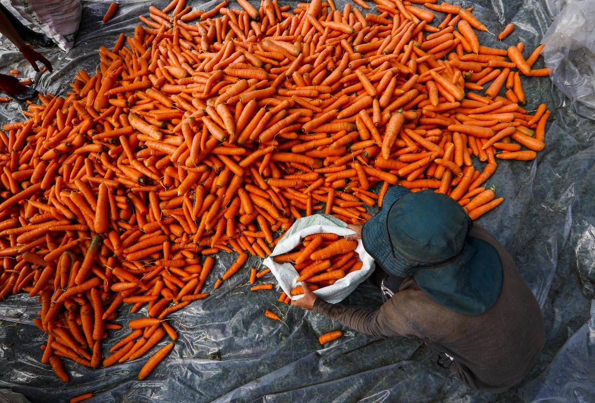 Nuestros campesinos siguen con su labor diaria de cultivar la tierra para que en medio de esta crisis tengamos los alimentos necesarios. Ellos también son nuestros héroes. Foto: Manuel Saldarriaga Quintero