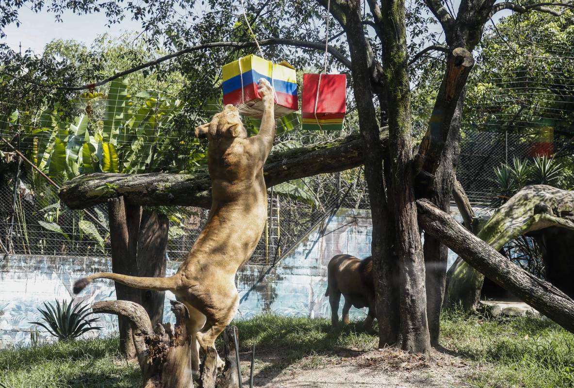 Valentina desgarra la caja pintada con la bandera de Colombia. Foto: Robinson Sáenz