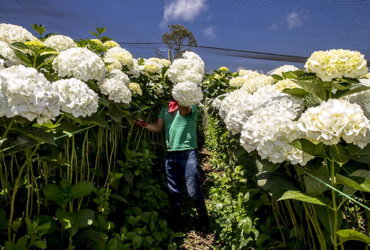 La crisis ha llevado a que muchos floricultores se queden sin empleo. FOTO JUAN ANTONIO SÁNCHEZ OCAMPO