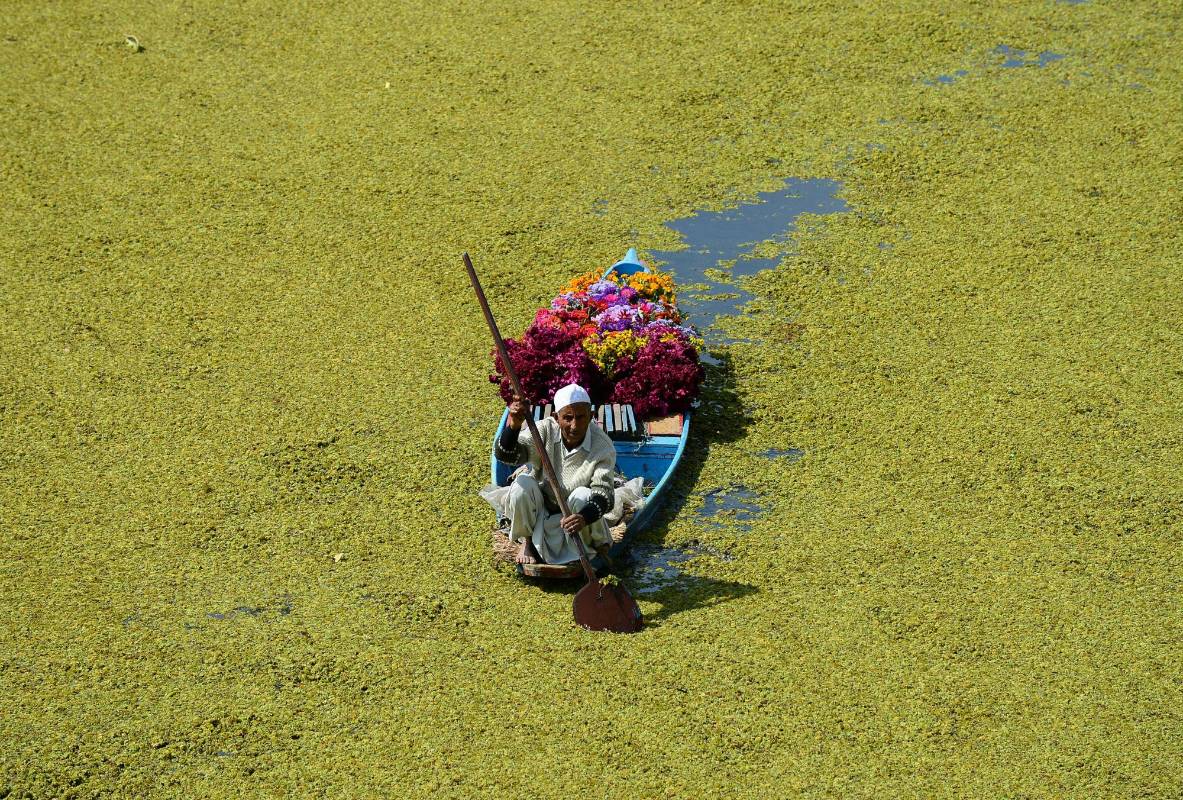 Un vendedor de flores de Kashmiri rema su bote a lo largo del lago Dal en Srinagar en la India el 9 de octubre de 2018.Foto AFP
