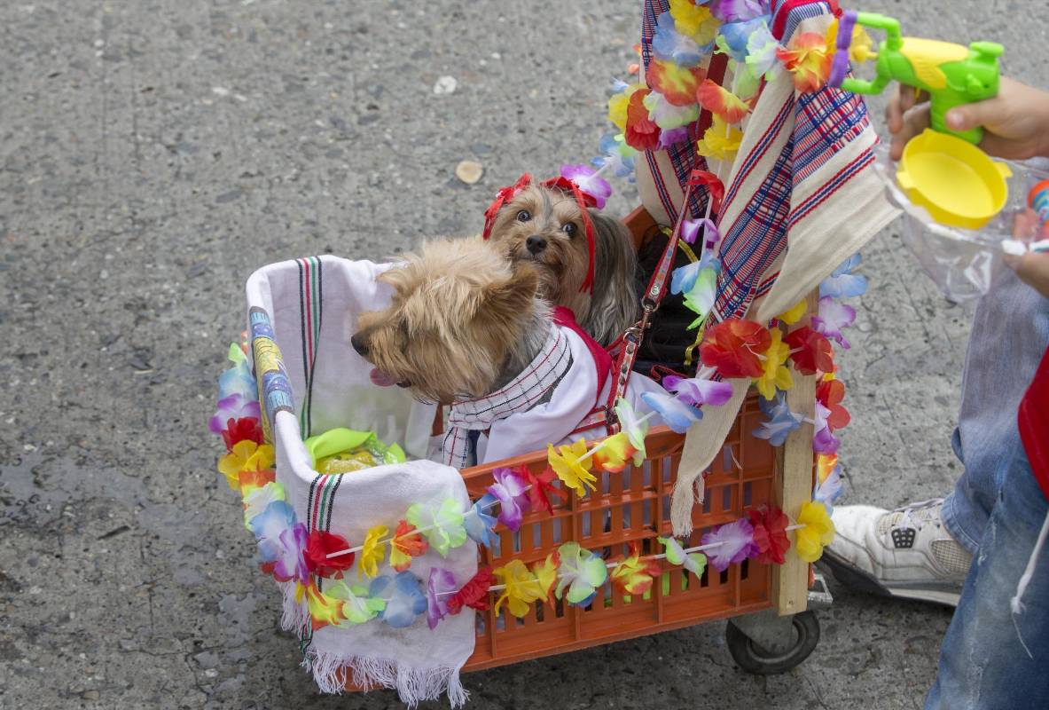 La edición 18 de la Caminata canina fue todo un éxito y tuvo masivo acompañamiento. FOTOS JAIME PÉREZ