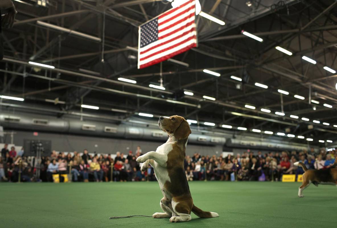 Trueno, un beagle de Bangkok, Tailandia. FOTO REUTERS