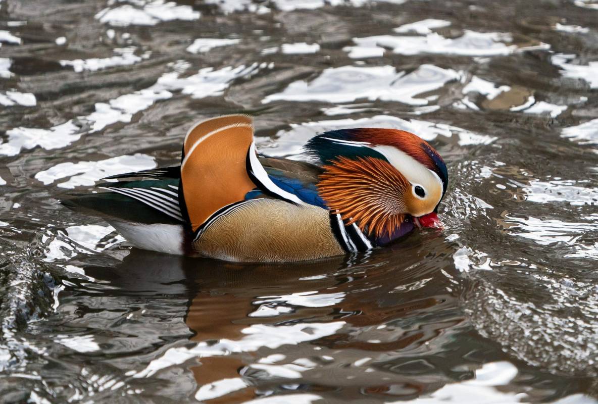 Aunque su hábitat natural se encuentra en China y Japón, a miles de kilómetros de Manhattan y atravesando el océano Pacífico, este pato mandarín es ahora visto regularmente entre las especies de aves del Central Park en Estados Unidos. Los zoológicos de la ciudad dicen que entre sus animales no tienen registro de esta especie. Foto: AFP