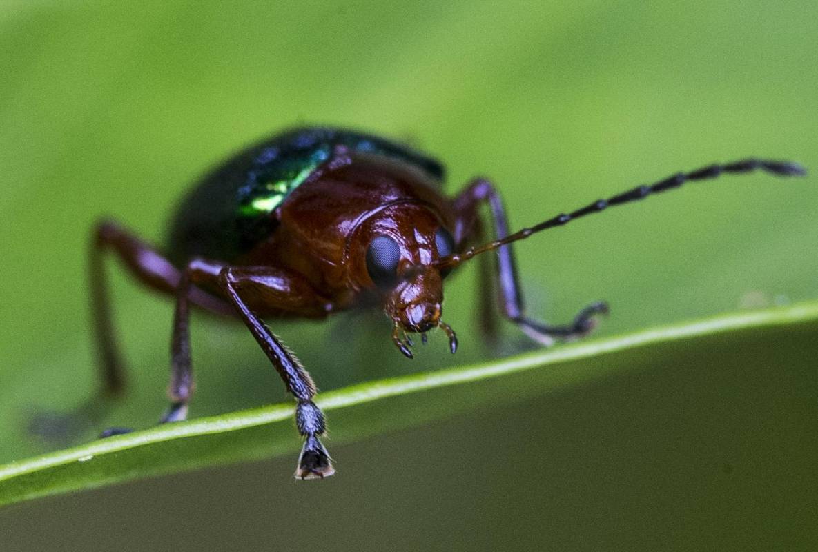  Este tipo de fotografía nos permite ver detalles que normalmente pasan desapercibidos para el ojo humano y que nos fascina ver tan de cerca. Foto: Julio César Herrera