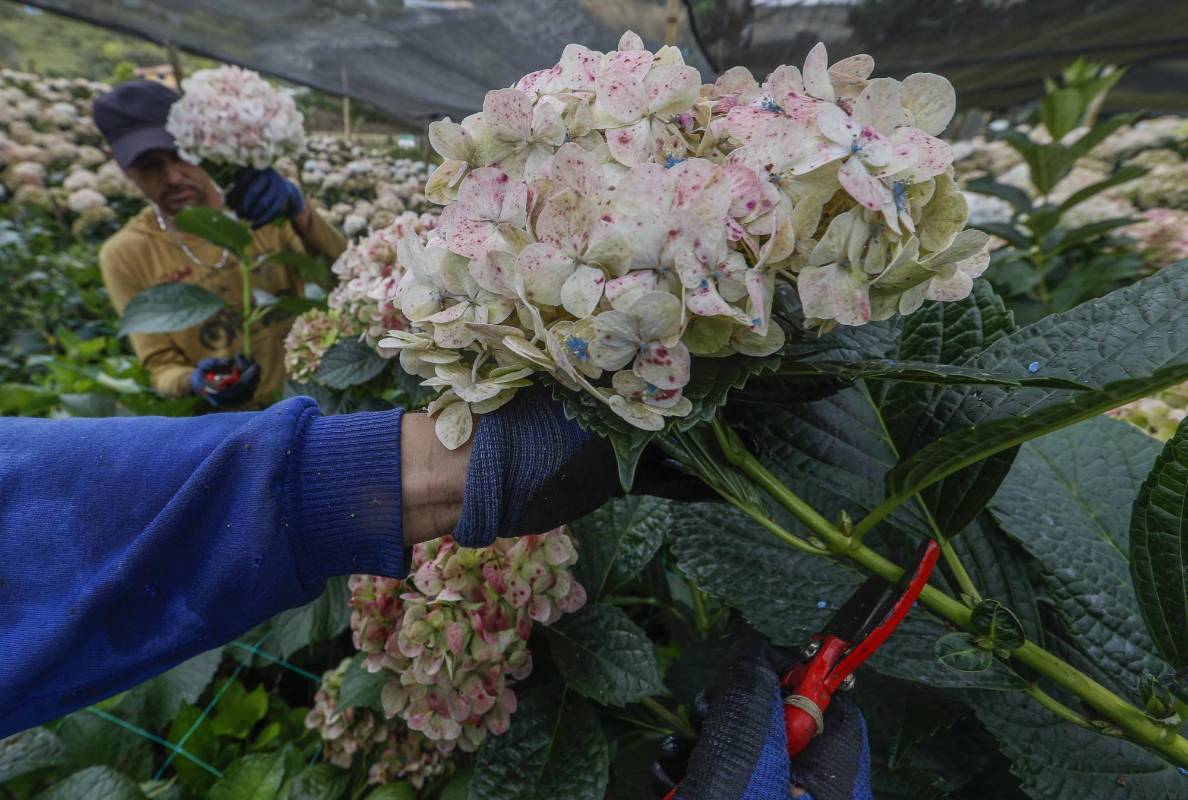 Los campesinos, aunque tienen cultivos para exportar, han tenido que botar sus flores. Foto: Manuel Saldarriaga Quintero.