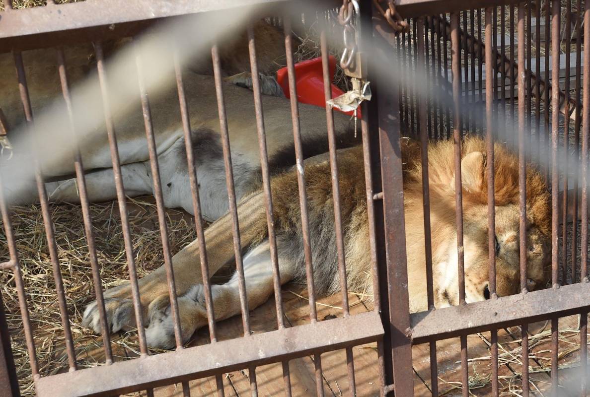 A razón de un embarco por cada media hora se ubicaron los felinos en sus jaulas transportadoras. Cada jaula pesa cerca de una tonelada y son transportadas en tres camiones. FOTO AFP