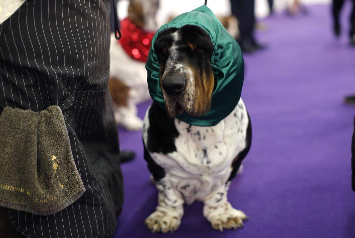 Ace, Basset Hound de Lituania. FOTO REUTERS