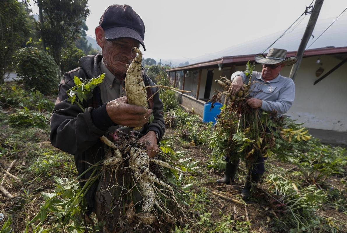 Nuestros campesinos siguen con su labor diaria de cultivar la tierra para que en medio de esta crisis tengamos los alimentos necesarios. Ellos también son nuestros héroes. Foto: Manuel Saldarriaga Quintero