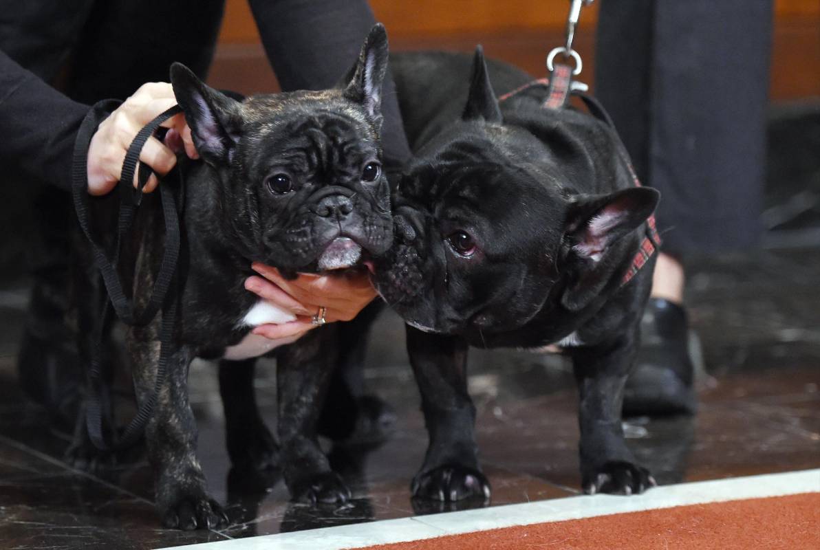 Los más pequeños bulldogs franceses han remontado del número 49no al 9no en una década. FOTO AFP
