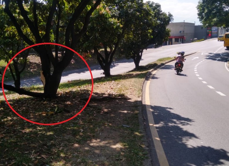 Esta es la curva en la cual los fallecidos perdieron el control de la moto. En el círculo, el árbol contra el que se chocaron. FOTO: Rodrigo Martínez.