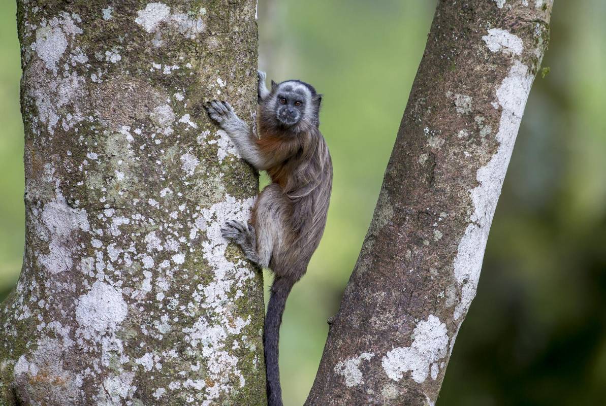 Esta especie de primates se encuentra en peligro de extinción. FOTO JUAN ANTONIO SÁNCHEZ OCAMPO