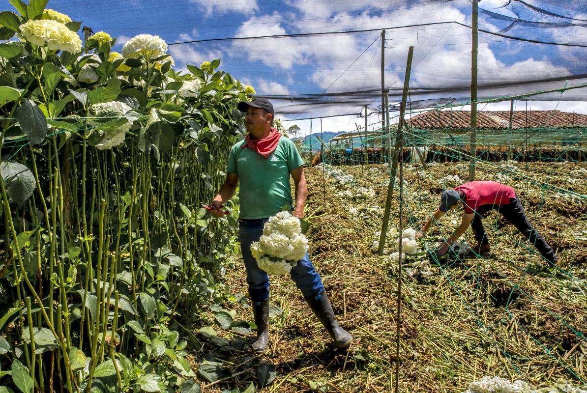 Uno de los picos más altos de la venta de flores está en abril, pero ante el confinamiento este mes se da por perdido. FOTO JUAN ANTONIO SÁNCHEZ OCAMPO
