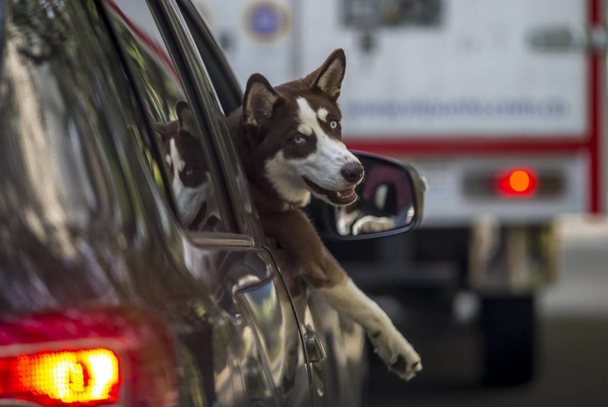 Las mascotas no ocultan su felicidad al salir a las calles en un paseo sobre cuatro ruedas. FOTO JUAN ANTONIO SÁNCHEZ