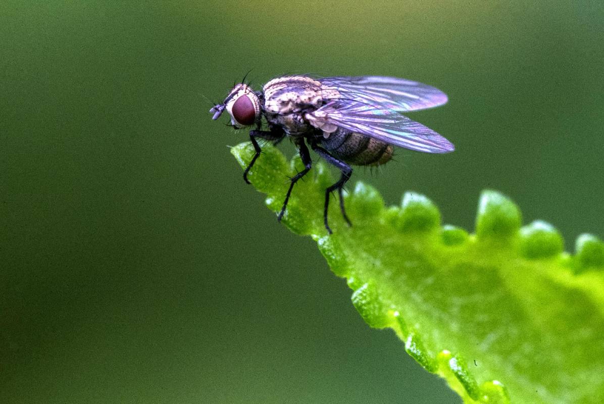  Este tipo de fotografía nos permite ver detalles que normalmente pasan desapercibidos para el ojo humano y que nos fascina ver tan de cerca. Foto: Julio César Herrera