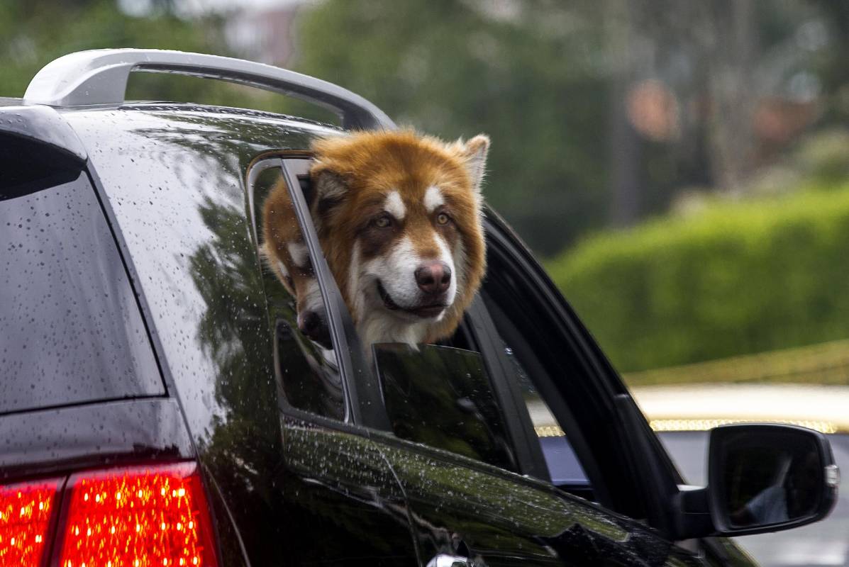 Las mascotas disfrutan de las calles de Medellín asomándose por las ventanas de los autos de sus cuidadores. FOTO JUAN ANTONIO SÁNCHEZ