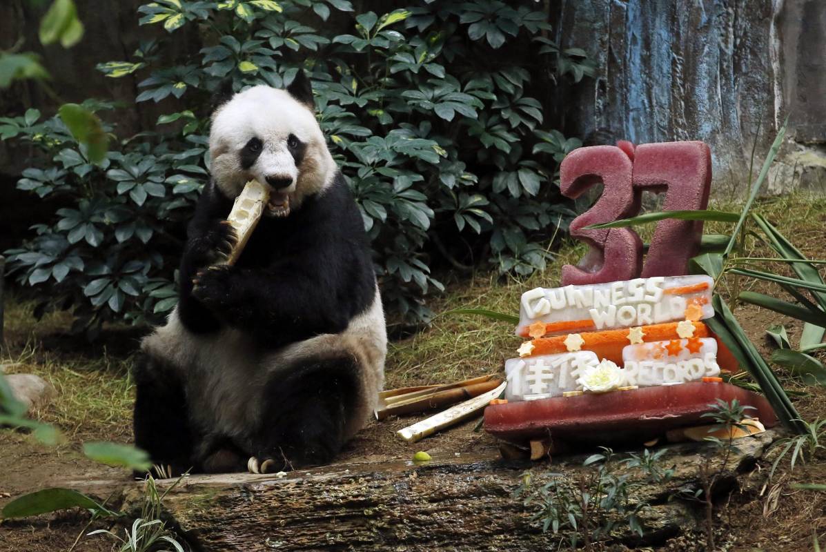 Jia Jia fue reconocida además con dos récords Guinness, la panda más mayor de la historia y la panda gigante viva más longeva. FOTO AP