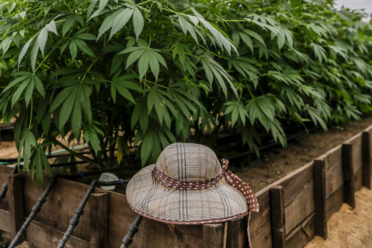 Parte de las tareas de la naciente agroindustria del cannabis medicinal, para evitar que sea vista como una nueva fachada del narcotráfico, es generar confianza. FOTO: SANTIAGO MESA.