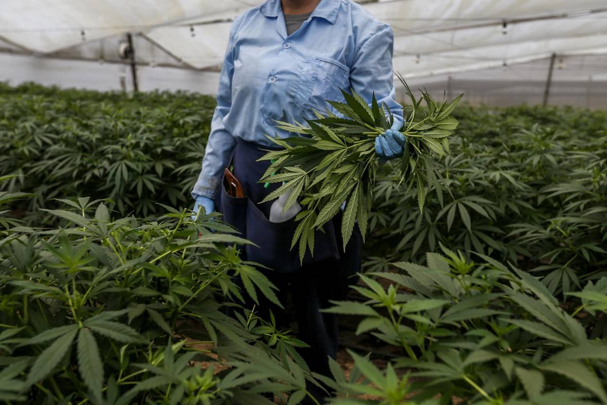 “Antes de conocer la planta tenía la idea de una mata fea y mala, pero cuando la conocí tuve una sensación distinta” Marisol Cardona, empleada de PharmaCielo. FOTO: SANTIAGO MESA