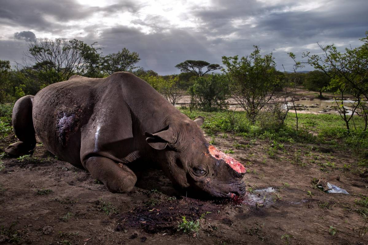 Instantánea de un rinoceronte negro muerto en la Reserva de Hluhluwe Umfolozi Game, Sudáfrica. Primer lugar en la categoría de naturaleza de una serie. FOTO Brent Stirton, Getty Images para National Geographic Magazine / Cortesía de World Press Photo Foundation 