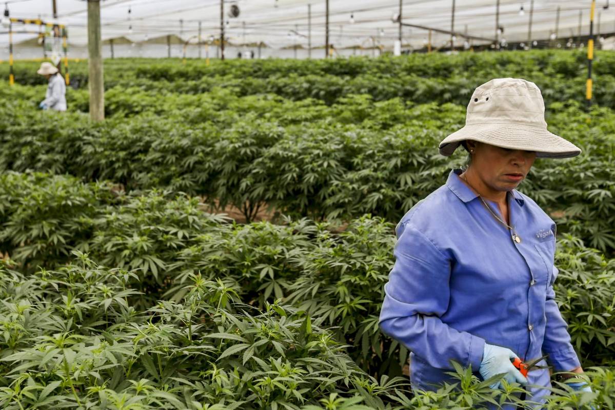PharmaCielo está iniciando el cultivo y el procesamiento de grandes volúmenes de flores de cannabis natural, para obtener extractos de aceites medicinales. FOTO: SANTIAGO MESA.