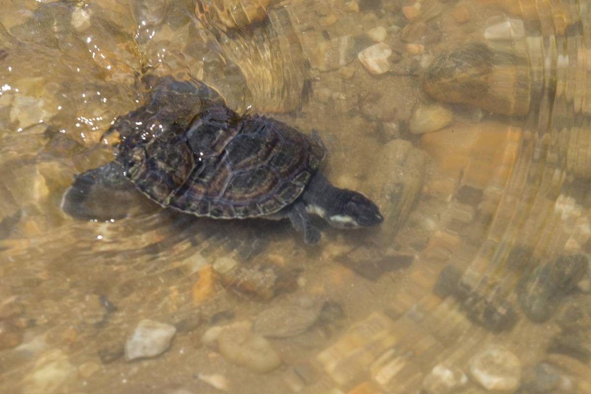 En el Centro de Conservación de Puerto Triunfo nacen tortugas dos veces al año, también se hacen liberaciones dos veces. FOTO: JULIO CÉSAR HERRERA 