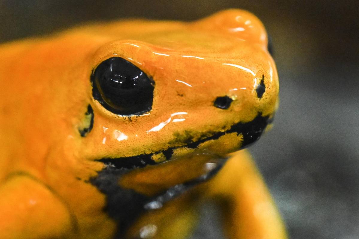 Más del 40 % de las especies de anfibios en el mundo están en peligro de extinción. FOTO: LUIS ROBAYO / AFP.