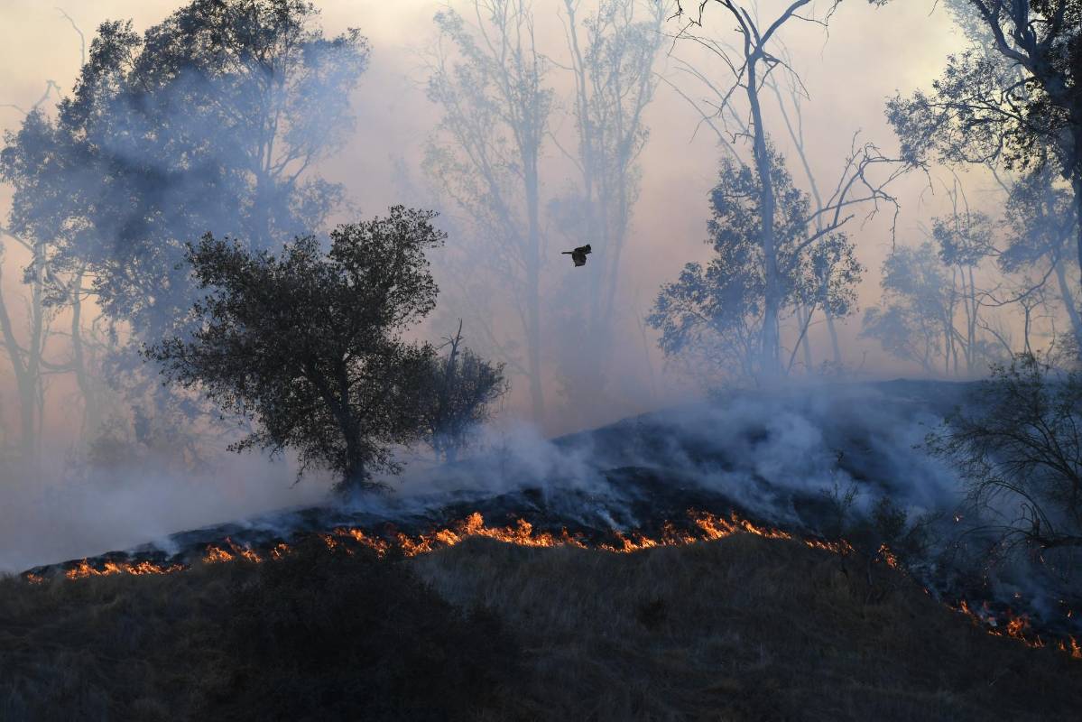 Las aves y los animales que habitan estos bosque son los más afectados. Foto: agencia AFP