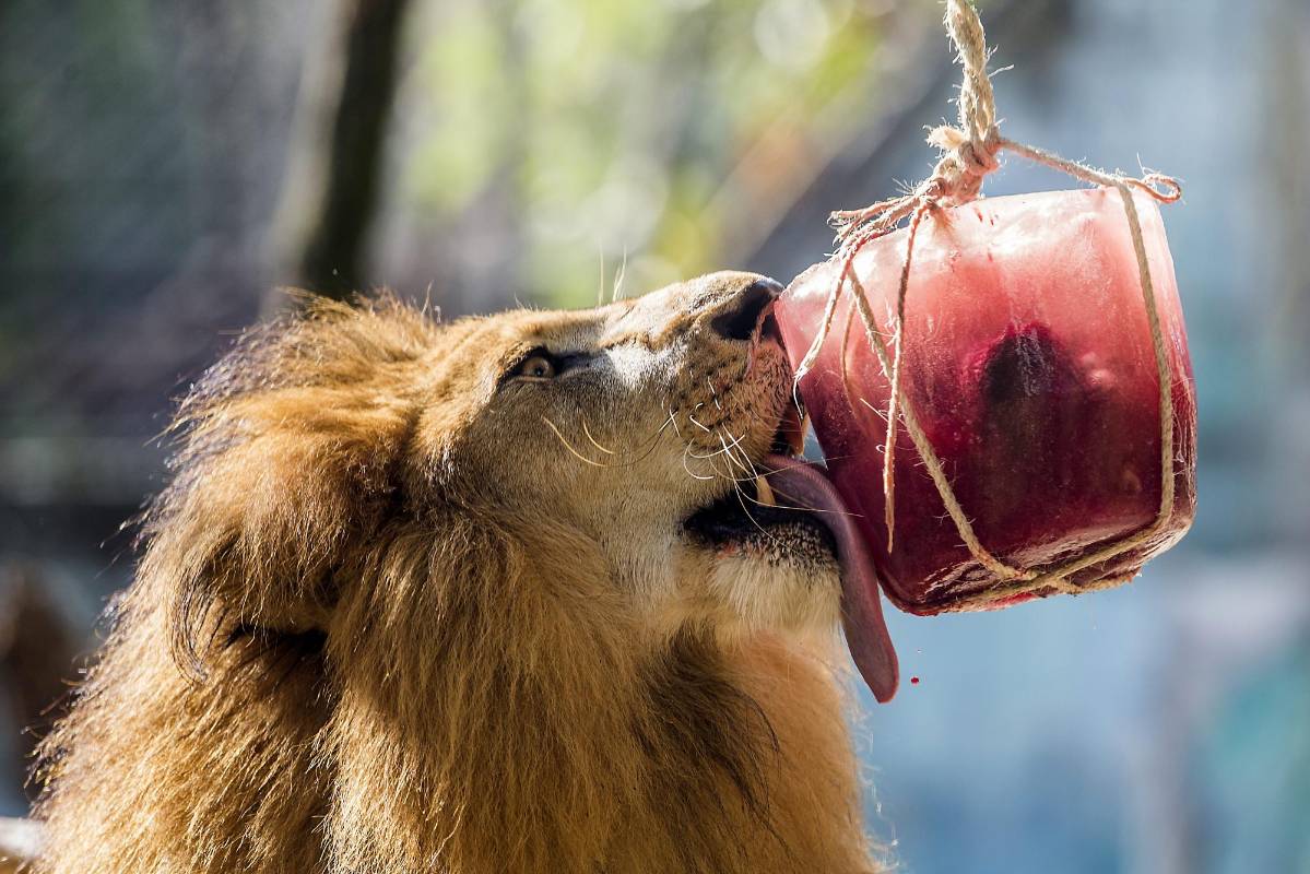 Los últimos días han sido los más calurosos por décadas en Medellín. Ante esta situación, el Zoológico creó una jornada llamada “Frescura Salvaje” para sus animales. FOTOS JULIO CÉSAR HERRERA