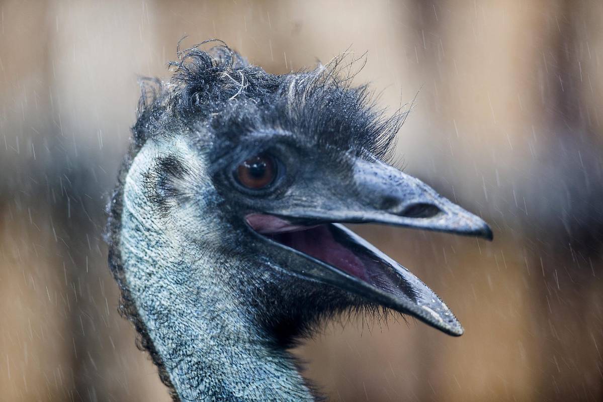 También hay baños controlados para los animales e implementación de albercas extras en los hábitats. FOTOS JULIO CÉSAR HERRERA