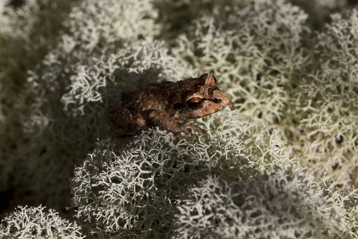 Rana juvenil Pristimantis sp, de menos de un centímetro de largo. avistada a 3.080 msnm Foto : Esteban Vanegas