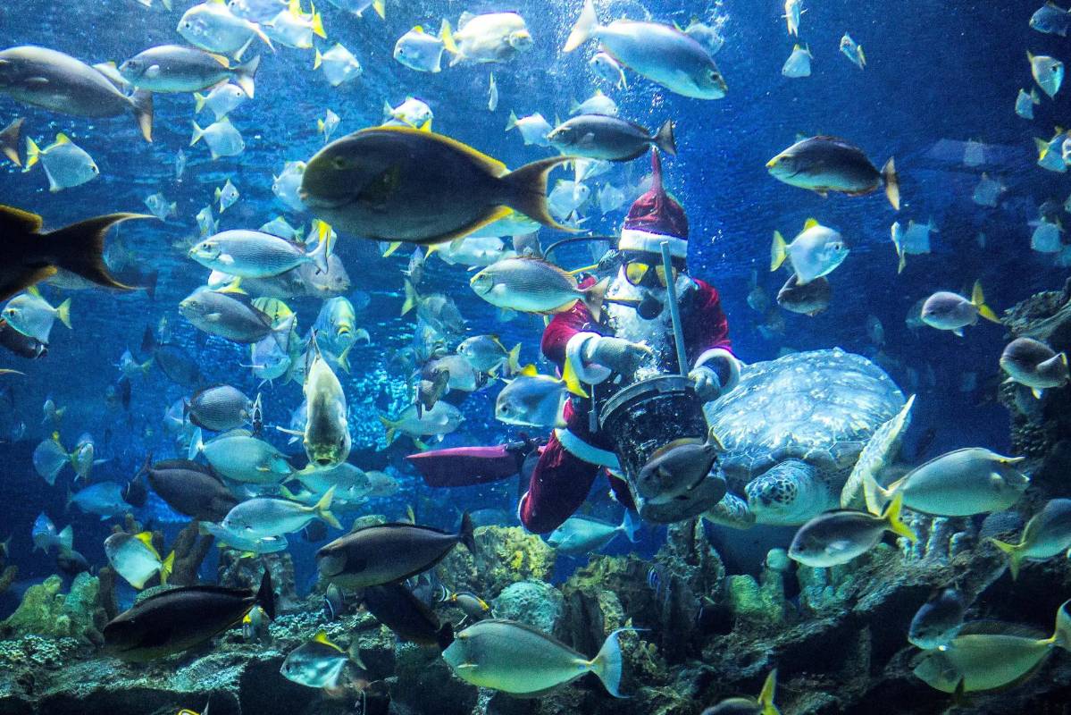 Buzo se viste de Papá Noel para darle de comer a los peces en el acuario de Kuala lupur, Malasia. Foto. EFE