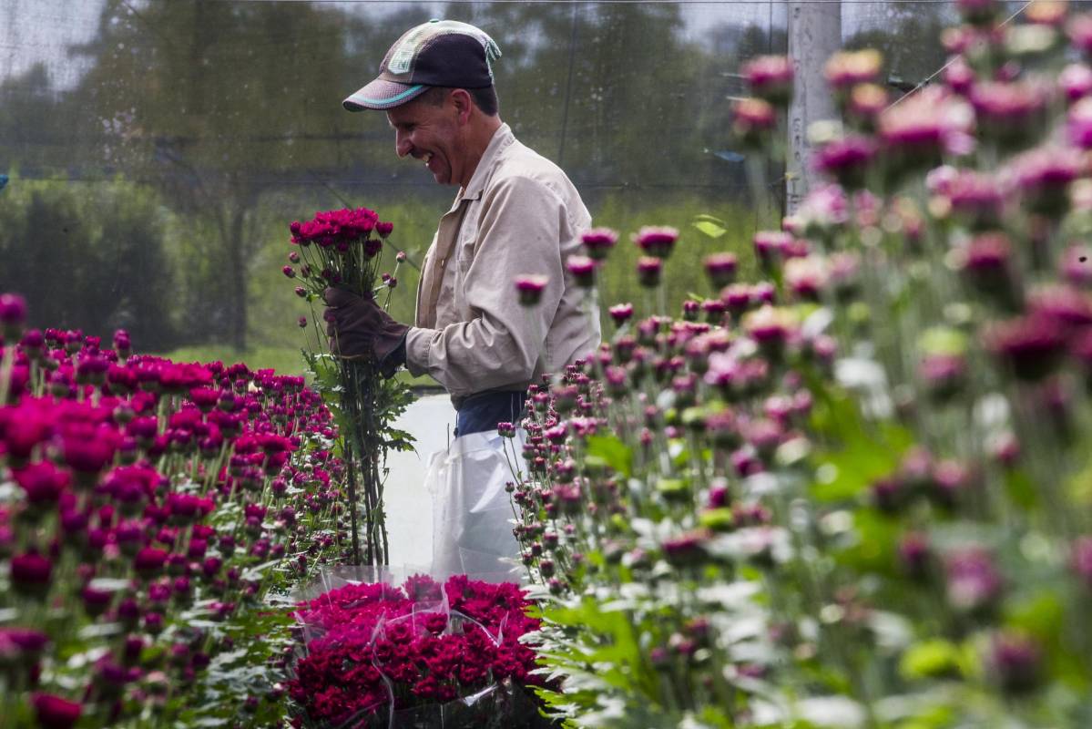 Con más de 40.000 especies, entre rosas, pompones, margaritas, girasoles , lirios y una gran variedad de orquídeas . El oriente antioqueño es una de la zonas más ricas del país. Foto: Julio César Herrera