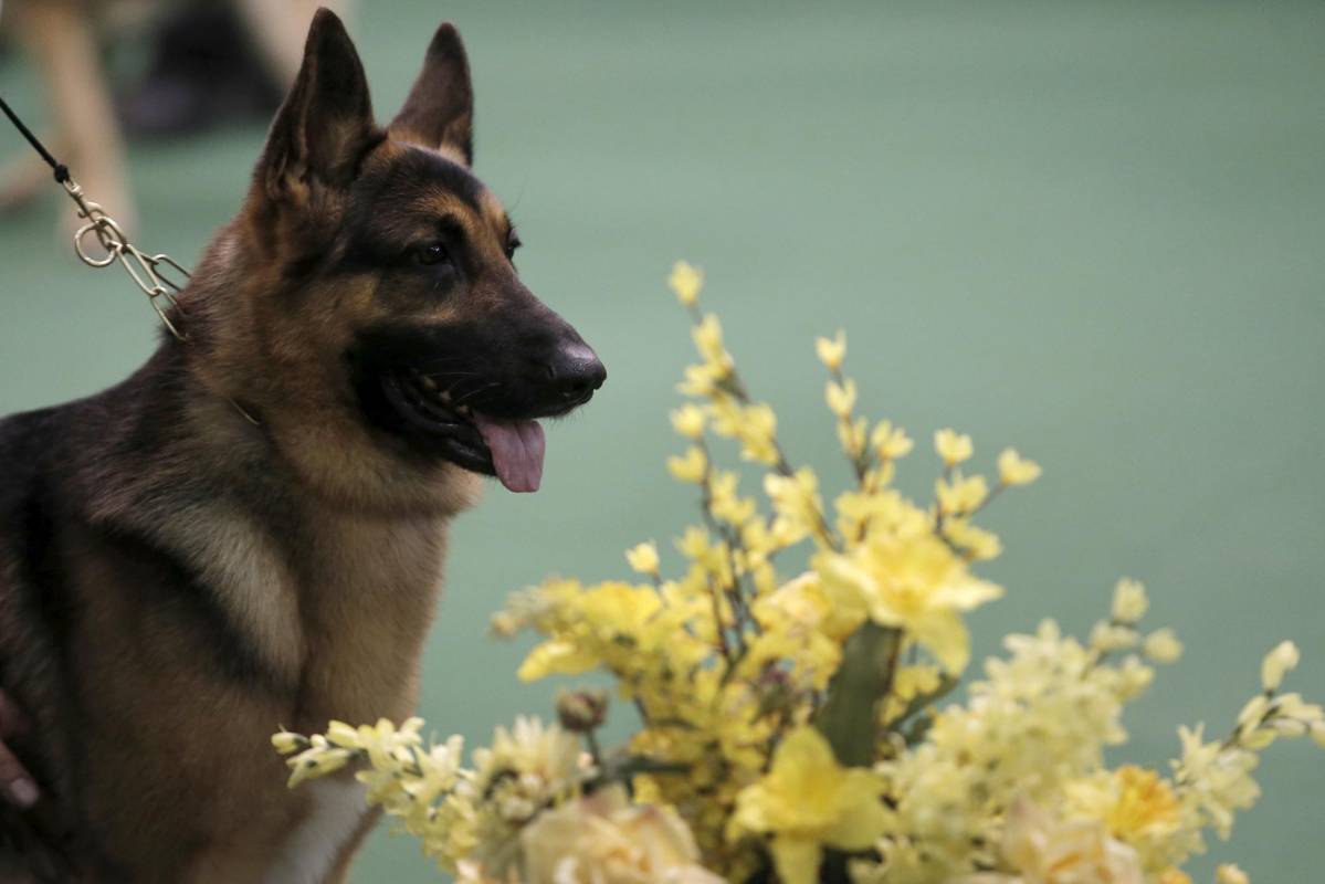 Esta Pastor Alemán, llamada Rumor, está clasificada como la número 1 en Estados Unidos. Ha ganado 101 títulos por su belleza y podría ser la mejor de esta competencia, el Westminster Kennel Club Dog Show. FOTO Reuters
